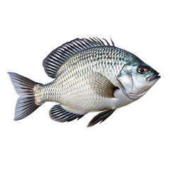 side view of Tilapia fish swimming isolated on a white transparent background 