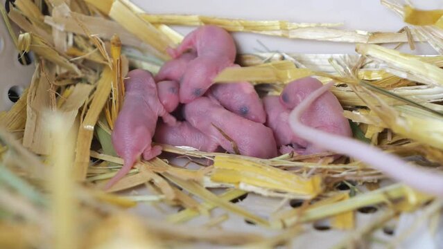 Many small newborn blind and hairless mice lie on the straw. A brood of rodents. The third day of the mouse's life. A pet. Life of animals