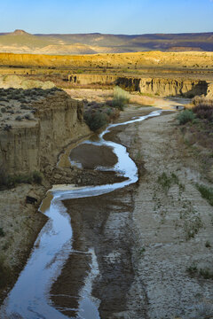 Cattle drink along the Rio Puerco, a river running through the Rio Puerco Valley near the ghost town of Guadalupe, New Mexico