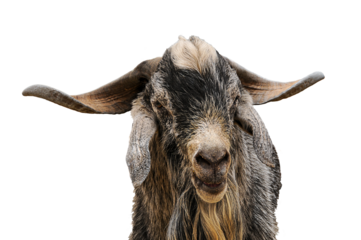 Close-up of a billy goat from the Canaries