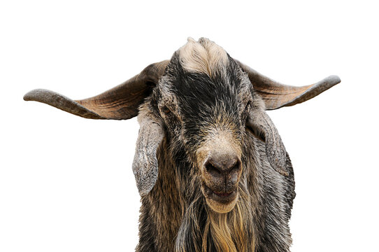 Close-up of a billy goat from the Canaries