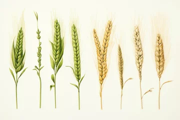 Tuinposter Seed ear wheat plant organic agricultural background grain cereal harvest food © VICHIZH