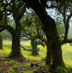 Fanal forest old mystical tree in Madeira island. Twisted trees in fog in Fanal Forest. Huge, moss-covered trees create a dramatic, scared landscape