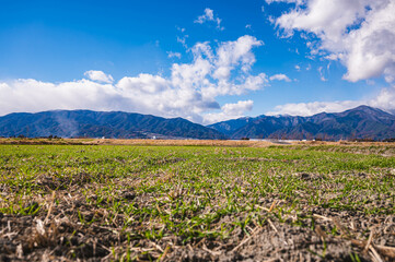 Fototapeta na wymiar 冬の麦畑から見える山岳風景