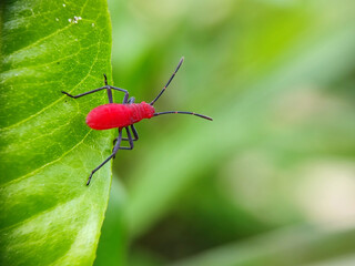 insect, nature, macro, leaf, bug, animal, closeup, wildlife, dragonfly, spider, fly, summer, wild, plant, brown, wings, close-up, grasshopper, ant, insects, fauna, grass, antenna, butterfly, close