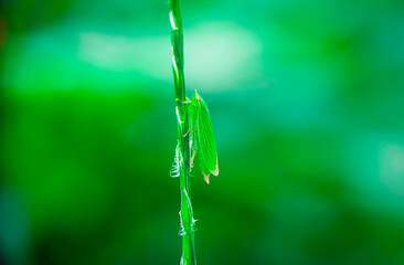 insect, nature, macro, leaf, bug, animal, closeup, wildlife, dragonfly, spider, fly, summer, wild, plant, brown, wings, close-up, grasshopper, ant, insects, fauna, grass, antenna, butterfly, close
