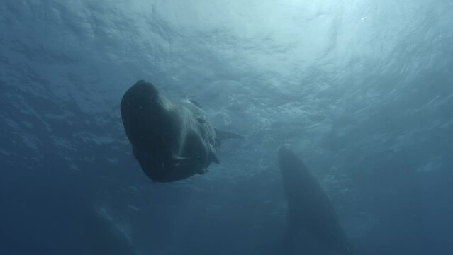 Sperm whale comes and hits the cam - close up 