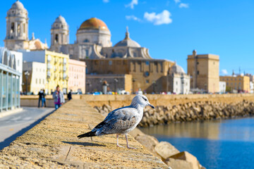 A female seagull sits on a ledge along Campo del Sur with the historic Cadiz Cathedral, or Catedral de la Santa Cruz de Cádiz, blurred behind, in Cadiz Spain.  © Kirk Fisher