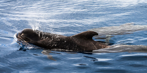 Obraz premium Wal bei Teneriffa