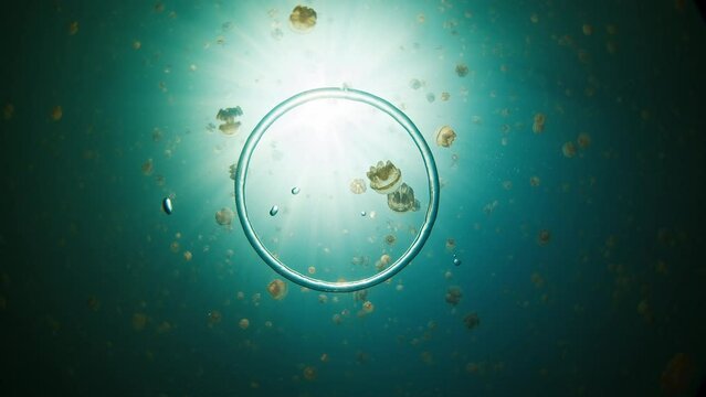 Bubble ring moves underwater in the lake full of jellyfish