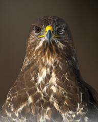 Common Buzzard portrait in winter forest