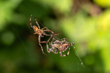 Araneus diadematus, garden cross orb weaver spider male and female engage in a mating ritual,...