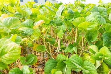 Close-up of adzuki pods growing in the farmland of Wandan, Pingtung, Taiwan.