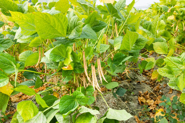 Close-up of adzuki pods growing in the farmland of Wandan, Pingtung, Taiwan.