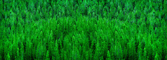 Pine Forest Lush Green Environment Wilderness