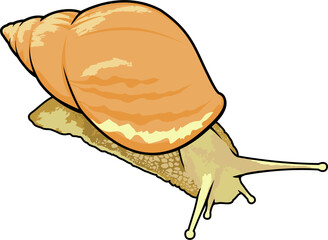 light brown wild snail vector