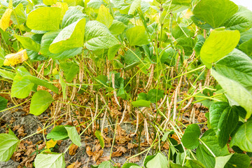 Close-up of adzuki pods growing in the farmland of Wandan, Pingtung, Taiwan.