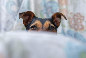 Perro negro y marrón mirando la cámara espiando detrás de un almohadón