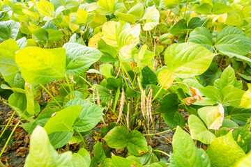 Close-up of adzuki pods growing in the farmland of Wandan, Pingtung, Taiwan.