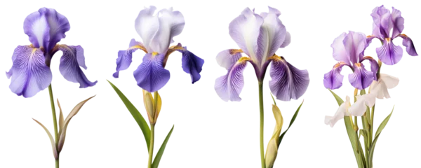 Fotobehang Purple iris, spring flowers, isolated or white background © Teppi