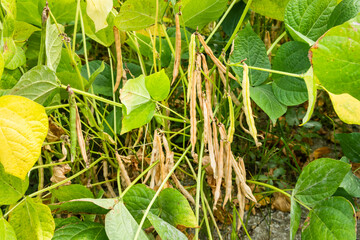 Close-up of adzuki pods growing in the farmland of Wandan, Pingtung, Taiwan.