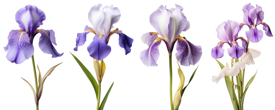 Purple iris, spring flowers, isolated or white background