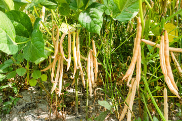 Close-up of adzuki pods growing in the farmland of Wandan, Pingtung, Taiwan.