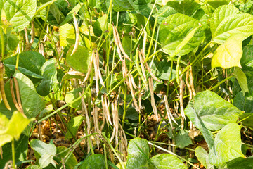 Close-up of adzuki pods growing in the farmland of Wandan, Pingtung, Taiwan.