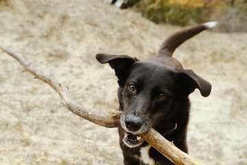 Cute senior black dog playing fetch with stick in Texas, active pet lifestyle image.