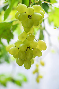 bunch of grapes on vine
