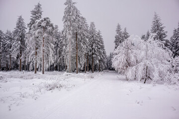 Kleine Winterwanderung im verschneiten Thüringer Wald bei Floh-Seligenthal - Thüringen - Deutschland