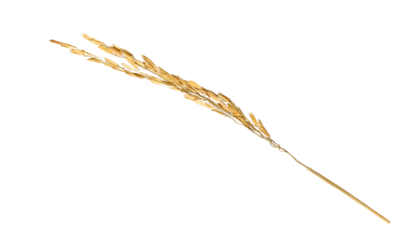 ear of paddy rice dry isolated