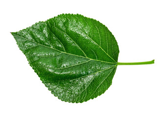 Mulberry foliage ,Green leaves pattern of tropical leaf plant isolated