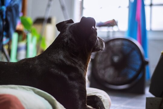 Perro negro recostado delante del ventilador