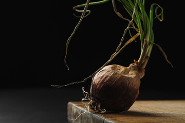 Sprouted onions on a dark background