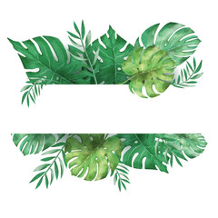 Obraz premium monstera and green leaves banner