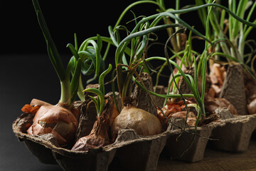 Sprouted onions on a dark background