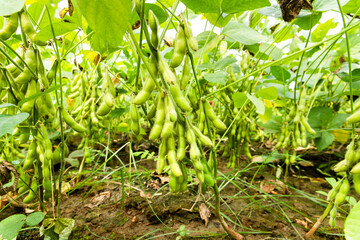 Close-up of edamame pods growing in the farmland of Wandan, Pingtung, Taiwan.