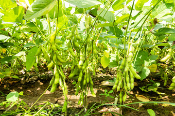 Close-up of edamame pods growing in the farmland of Wandan, Pingtung, Taiwan.