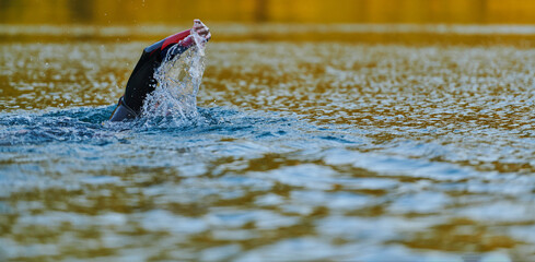 Obraz premium Triathlon athlete swimming on lake in sunrise wearing wetsuit