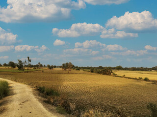 Obraz premium landscape with a field 