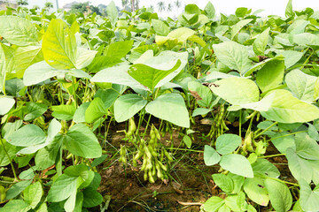 Close-up of edamame pods growing in the farmland of Wandan, Pingtung, Taiwan.