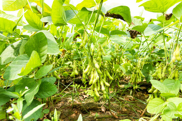 Close-up of edamame pods growing in the farmland of Wandan, Pingtung, Taiwan.