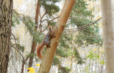 squirrel on tree