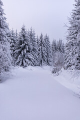 Kleine Winterwanderung durch den Tiefschnee im Thüringer Wald bei Oberhof - Thüringen - Deutschland