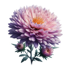rurple aster flowers isolated on transparent or white background, png