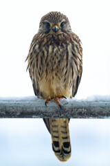 Turmfalke