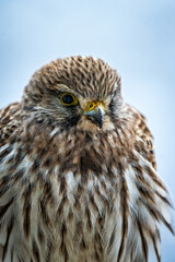 Turmfalke