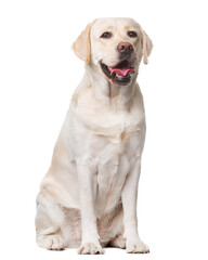 Labrador, dog, smile, sitting on a white background, isolate