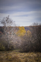 autumn forest in cloudy weather